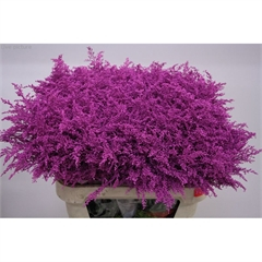 RK SOLIDAGO BARVENÉ CERISE