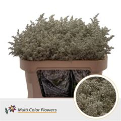 RK SOLIDAGO BARVENÉ PLATINA