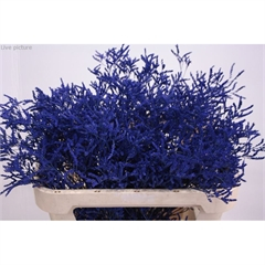RK STATICE LIMONIUM BARVA MODRÁ