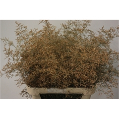 RK STATICE LIMONIUM BARVA APRICOT