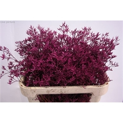 RK STATICE LIMONIUM BARVA CERISE