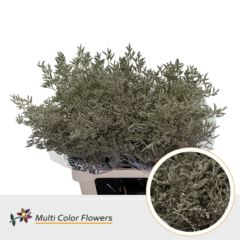 RK STATICE LIMONIUM BARVA PLATINA