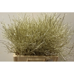 RK VACCINIUM BARVA PLATINA