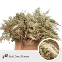 RK ZELEN PLUMOSUS 45CM BARVA PLATINA