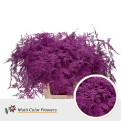RK ZELEN PLUMOSUS BARVA 65 CM CERISE