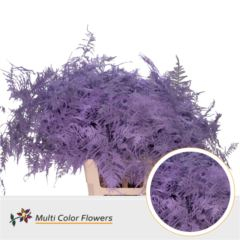 RK ZELEN PLUMOSUS BARVA 65 CM MILKA