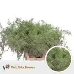 RK ZELEN PLUMOSUS BARVA 65 CM SVĚTLE ZELENÁ