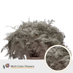 RK ZELEN PLUMOSUS BARVA 65 CM PLATINA