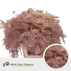 RK ZELEN PLUMOSUS BARVA 65 CM APRICOT