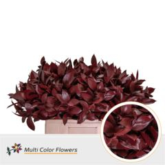 RK ZELEN RUSCUS BARVA BORDO