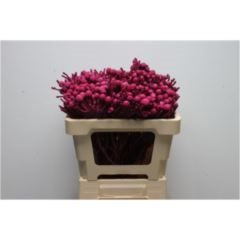 RK BRUNIE BARVA CERISE