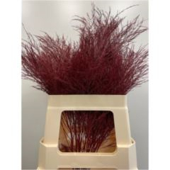 RK ZELEN TREE FERN BARVA BORDO