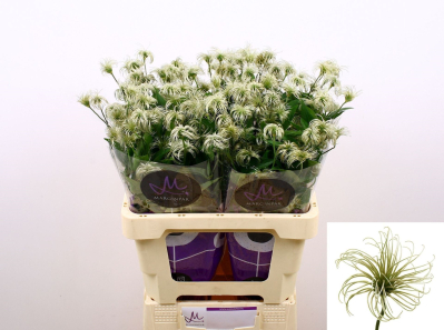 RK CLEMATIS AMAZING KIBO