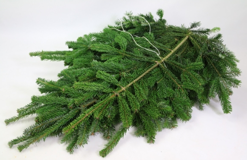 detail RK ZELEN CONIFERA NORDMAN CCA 5KG BÍLÁ ŠŇŮRA DK