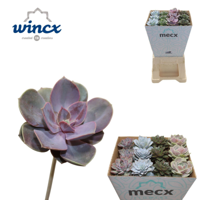 RK ECHEVERIA