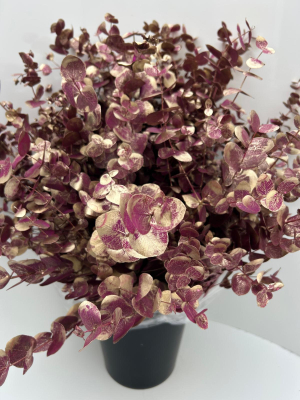 RK EUCAL.CINEREA MET. ANTIK CERISE
