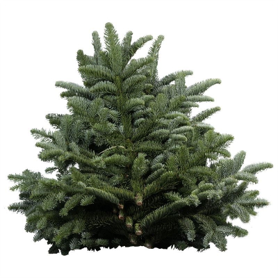 RK ZELEN CONIFERA NOBILIS CCA 5KG BÍLÁ ŠŇŮRA DK