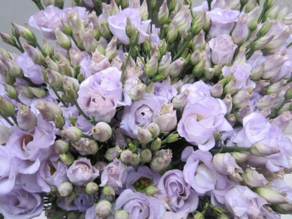 detail RK EUSTOMA BARVENÁ SWEET MILKA