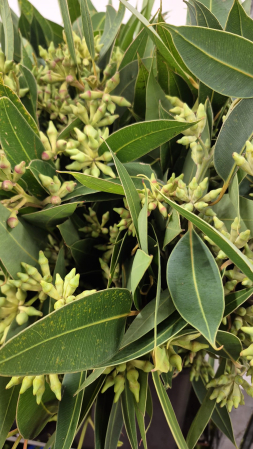 detail RK EUCAL.ROBUSTA