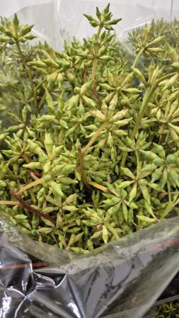 detail RK EUCAL.ROBUSTA S PLODY
