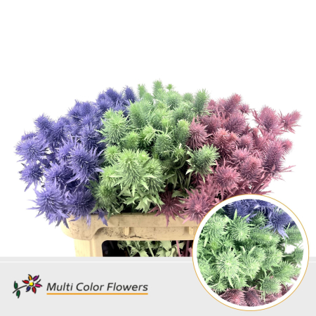 detail RK ERYNGIUM BARVA PASTEL MIX