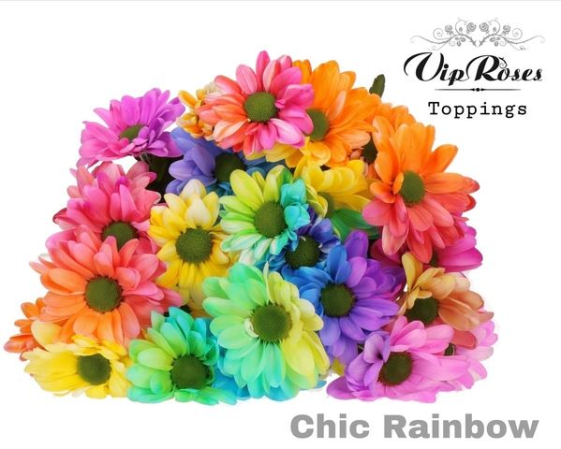detail RK CHRYSANT. BARVENÁ RAINBOW DUHOVÁ