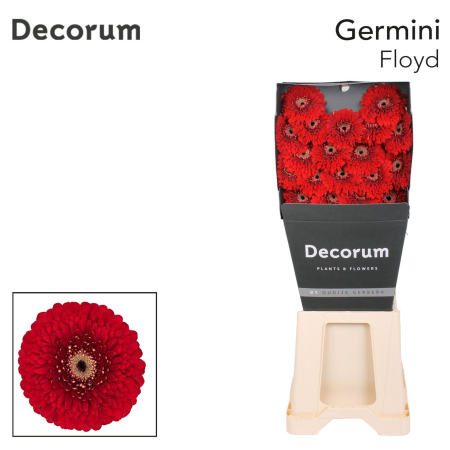 detail RK GERBERA MINI PON PON ČERVENÁ