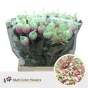 náhled RK CHRYSANT. BARVENÁ ANTONOV WATERMELON