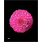náhled RK CHRYSANT. BARVENÁ SUPERBOWL CERISE