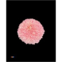 náhled RK CHRYSANT. BARVENÁ SUPERBOWL PASTEL PINK