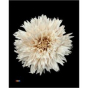 náhled RK CHRYSANT. BARVENÁ UNDERCOVER LATTE