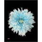 náhled RK CHRYSANT. BARVENÁ UNDERCOVER PASTEL BLUE