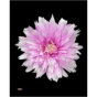 náhled RK CHRYSANT. BARVENÁ UNDERCOVER PASTEL CERISE