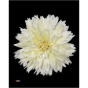 náhled RK CHRYSANT. BARVENÁ UNDERCOVER PASTEL ŽLUTÁ
