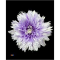 náhled RK CHRYSANT. BARVENÁ UNDERCOVER PASTEL MILKA