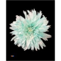 náhled RK CHRYSANT. BARVENÁ UNDERCOVER PASTEL MINT
