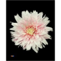 náhled RK CHRYSANT. BARVENÁ UNDERCOVER PASTEL RŮŽOVÁ