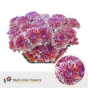 náhled RK CHRYSANT. BARVENÁ ALTAJ BERRYWOOD