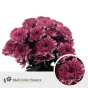 náhled RK CHRYSANT. BARVENÁ ALTAJ BORDEAUX