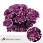 náhled RK CHRYSANT. BARVENÁ ALTAJ DARK CHERRY