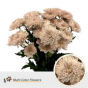 náhled RK CHRYSANT. BARVENÁ ALTAJ DESERT BLOOM