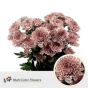 náhled RK CHRYSANT. BARVENÁ ALTAJ MISTY BLUSH