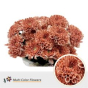 náhled RK CHRYSANT. BARVENÁ ALTAJ TERRACOTTA DREAM