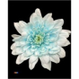náhled RK CHRYSANT. BARVENÁ BALTICA PASTEL BLUE