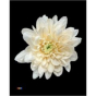 náhled RK CHRYSANT. BARVENÁ BALTICA PASTEL ORANGE
