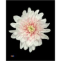náhled RK CHRYSANT. BARVENÁ BALTICA PASTEL PINK