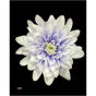 náhled RK CHRYSANT. BARVENÁ BALTICA PASTEL PURPLE FLASH
