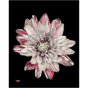 náhled RK CHRYSANT. BARVENÁ BALTICA ROULETTE