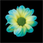 náhled RK CHRYSANT. BARVENÁ KOPRETINA DOUBLE MINT