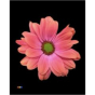náhled RK CHRYSANT. BARVENÁ KOPRETINA FIREBALL